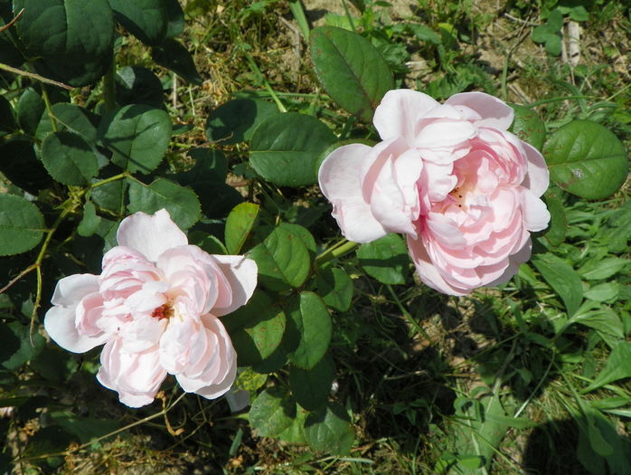 Queen of Sweden - Trandafiri 2016 3