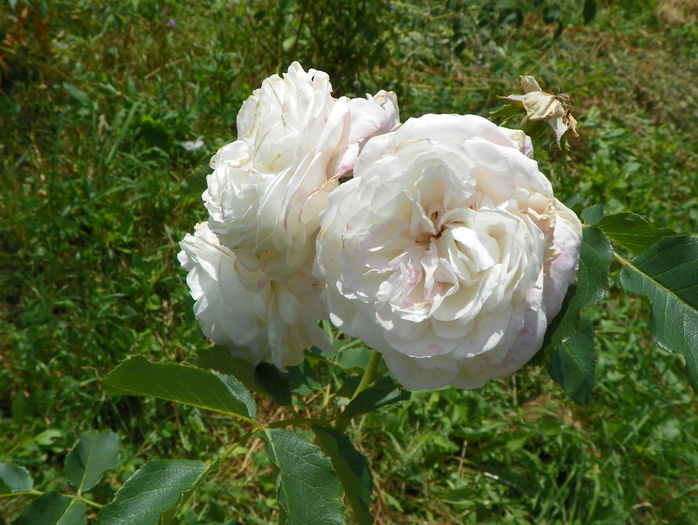 Boule de Neige - Trandafiri 2016 3