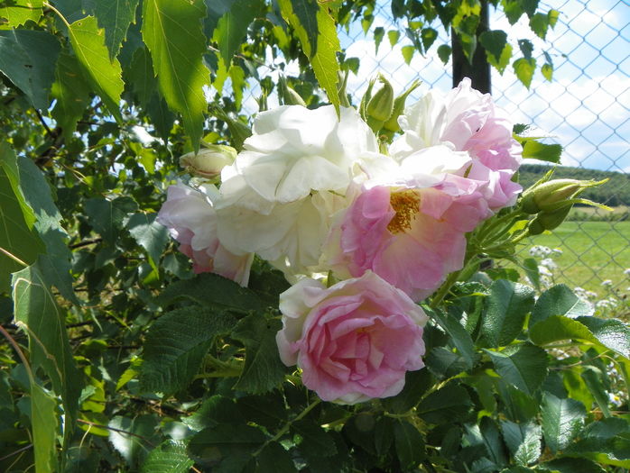 Ritausma - Trandafiri 2016 3