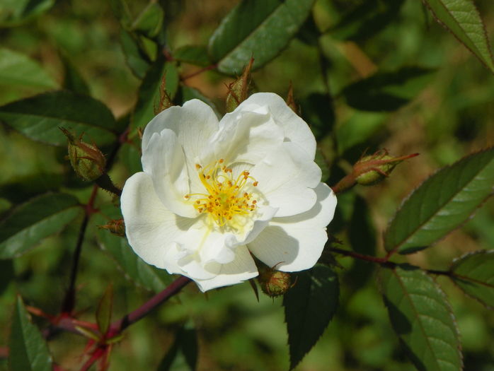 Darlow's Enigma - Trandafiri 2016 3