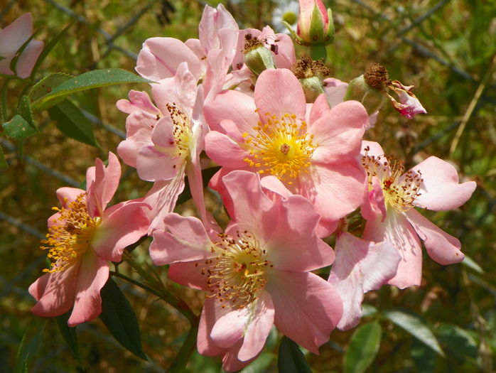 Open Arms - Trandafiri 2016 3