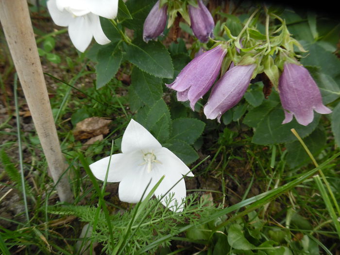 Campanula punctata Rubriflora