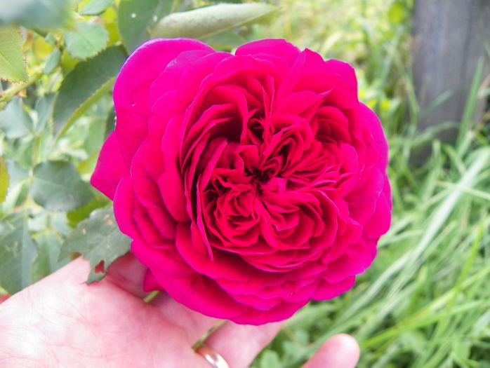 W. Shakespeare - Trandafiri 2016 3