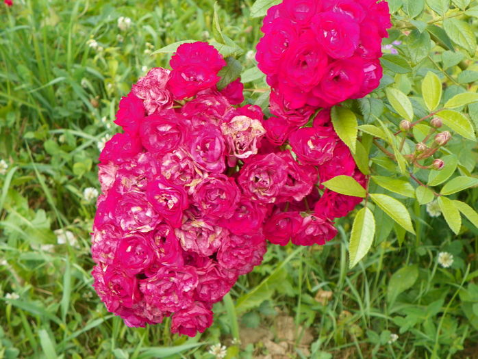 Dinky - Trandafiri 2016 3