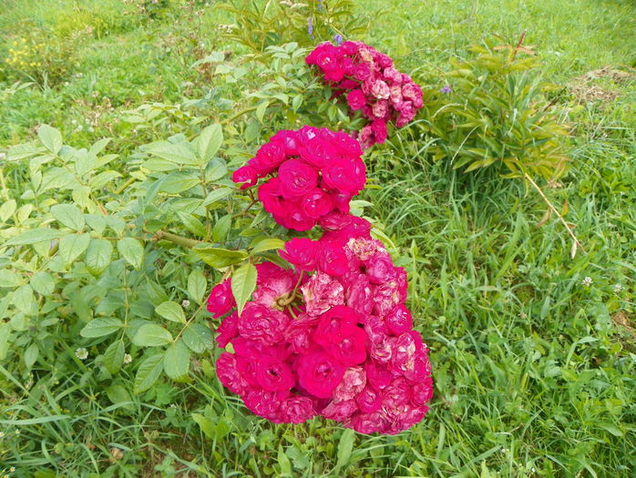 Dinky - Trandafiri 2016 3