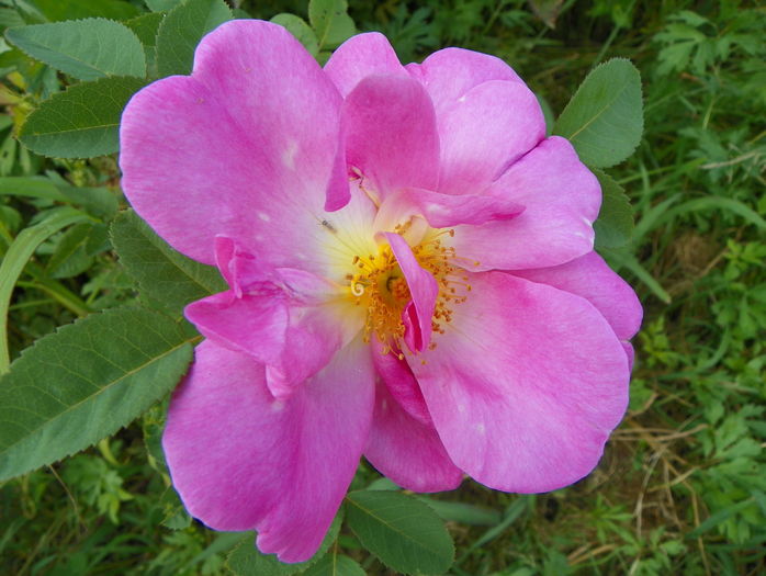 Marguerite Hilling - Trandafiri 2016 3