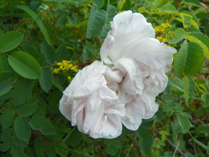 Stanwell Perpetual - Trandafiri 2016 3