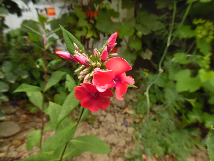 phlox Orange Perfection - 2016 Flori si Trandafiri