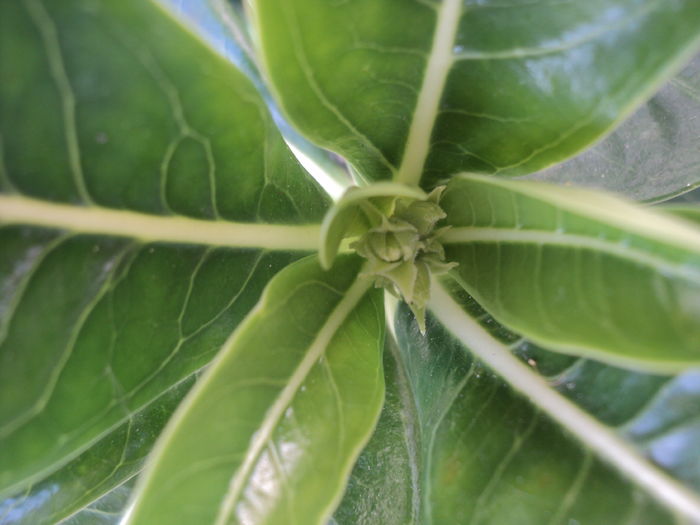 25 iul 2016 Semn de floare...; Cred ca este cel alb
