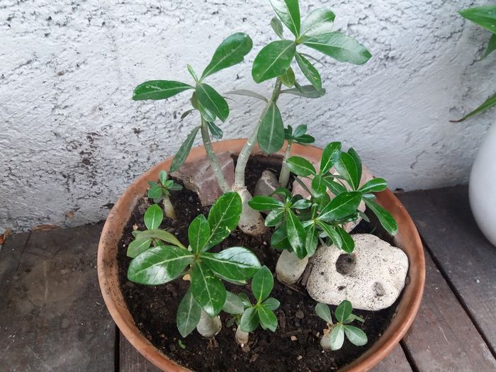 1469465297262d1124714915 - Adenium si plumeria