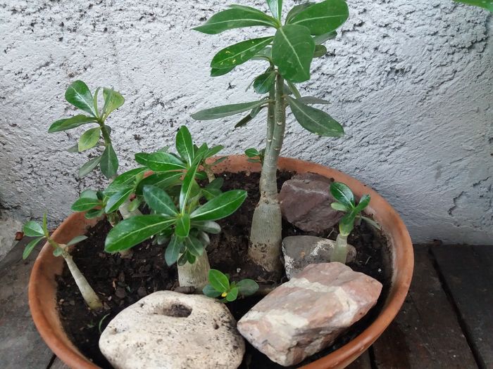 1469465325688-2076122949 - Adenium si plumeria