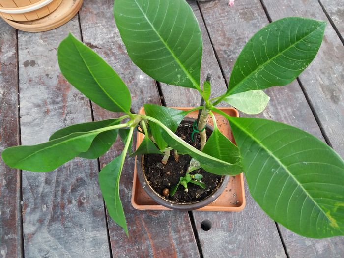 1469465433531-23756784 - Adenium si plumeria