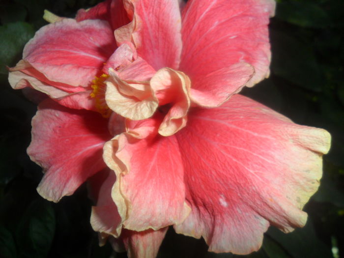 004 - hibiscusi 2016 -4