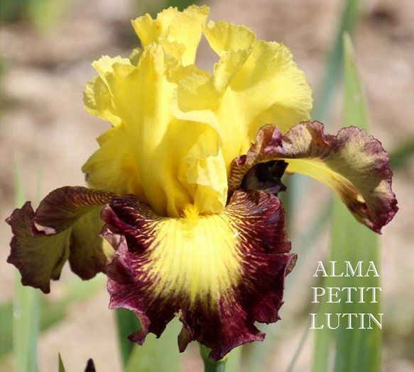 Alma Petit Lutin (BB) - Irisi - noi achizitii 2016
