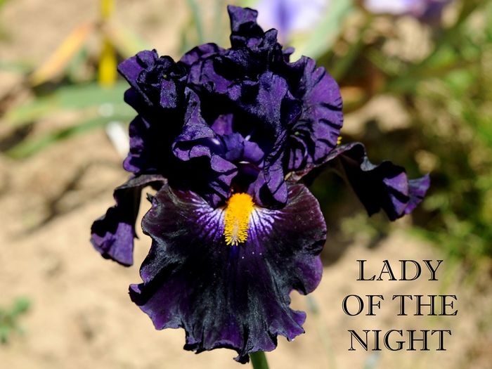 Lady of The Night (BB) - Irisi - noi achizitii 2016