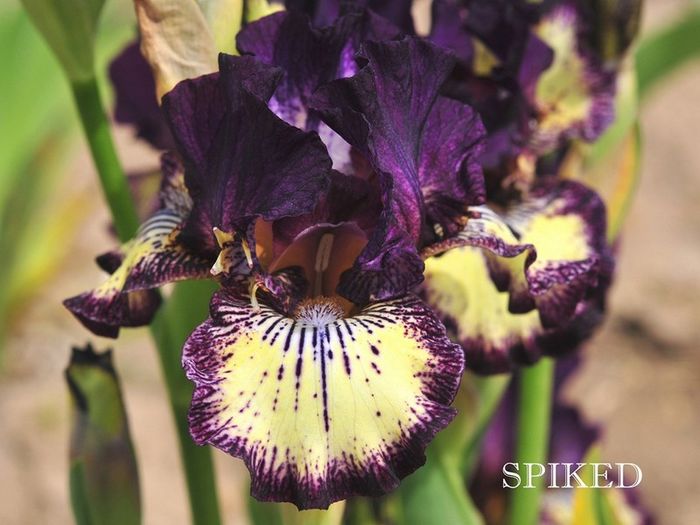 Spiked (IB) - Irisi - noi achizitii 2016
