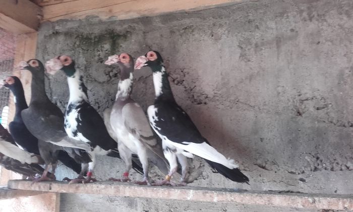 20160402_164328 - INSTANTANEE KARRIER