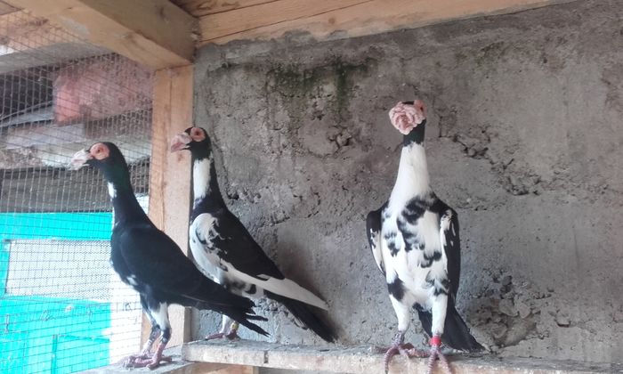 20160402_165016 - INSTANTANEE KARRIER