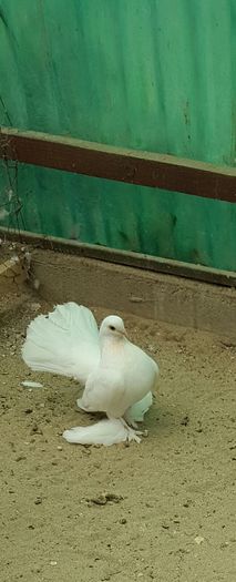 Mas2016 Rostow Dnu.Ferar Mircea.Localitatea PATRAUTI.Jud SUCEAVA