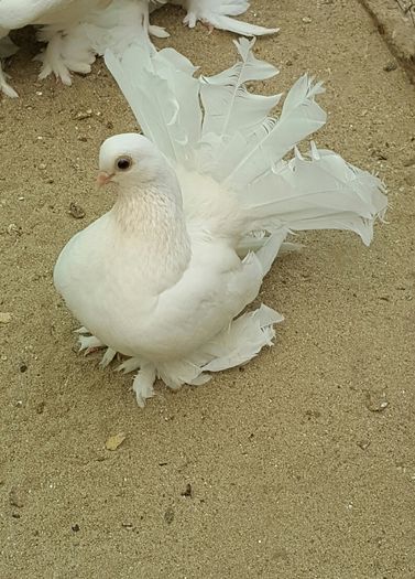 Fem2016 Rostow Dnu.Ferar Mircea Loc.PATRAUTI.Jud.SUCEAVA