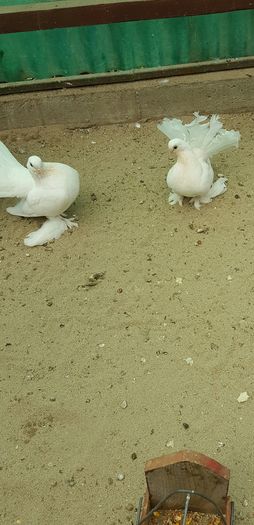 Pereche2016 Rostow Dnu.Ferar Mircea Loc.PATRAUTI Jud.SUCEAVA