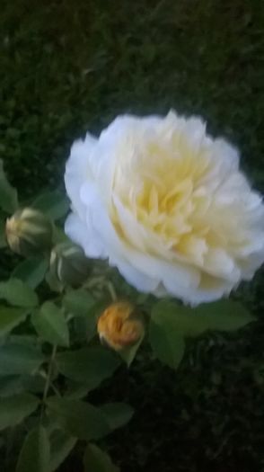 WP_20160725_21_30_09_Pro