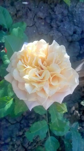 multumesc mult floralia