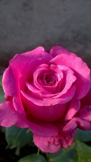 WP_20160722_19_16_31_Pro