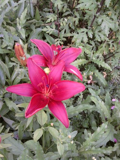 012 - iunie-iulie in gradina si-n balcon-2016