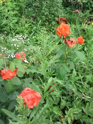 013 - iunie-iulie in gradina si-n balcon-2016