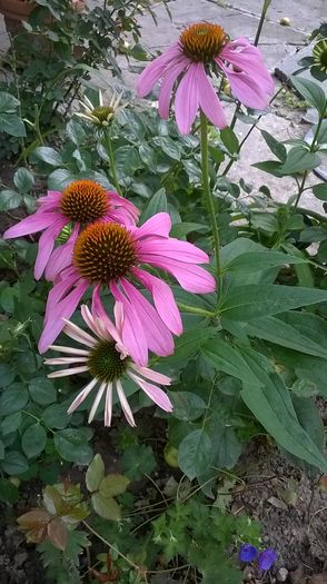 WP_20160722_017 - Phlox si alte perene