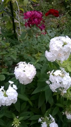 WP_20160722_019 - Phlox si alte perene