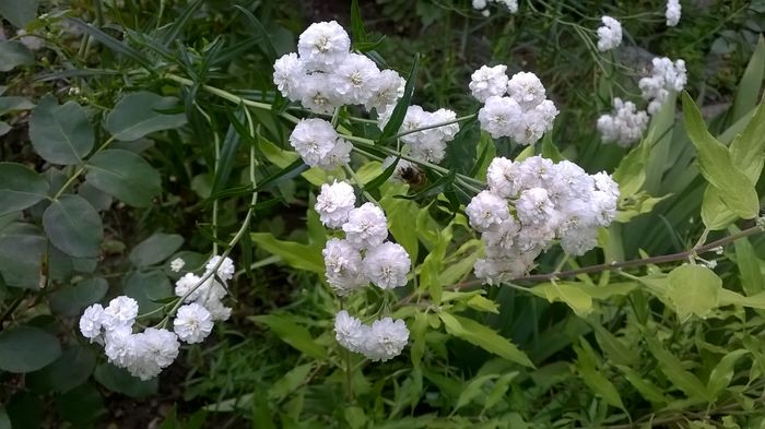 WP_20160722_021 - Phlox si alte perene