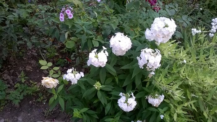 WP_20160722_023 - Phlox si alte perene