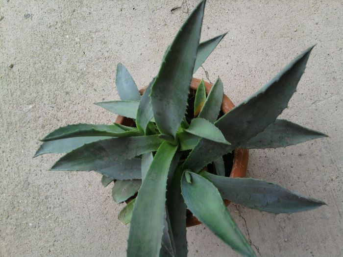 028-agave americana-