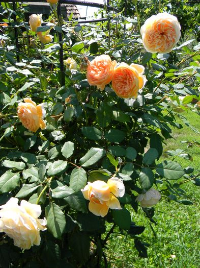 C P M - Trandafiri urcatori 2016