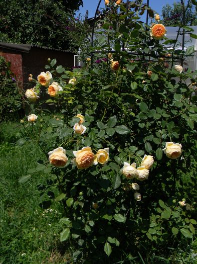 C M P - Trandafiri urcatori 2016