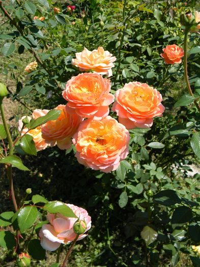 Lady of Shalott - Trandafiri urcatori 2016