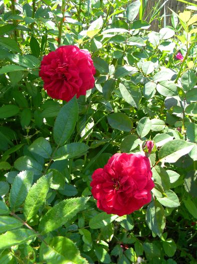 tess of the d'Ubervilles - Trandafiri urcatori 2016