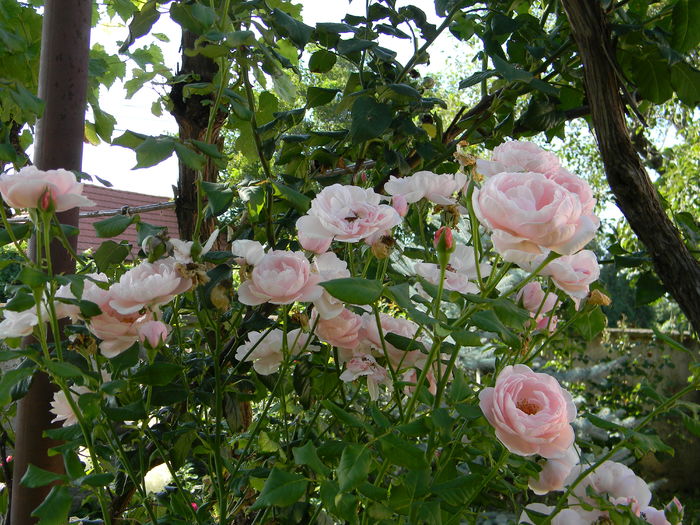 Nahema - Trandafiri urcatori 2016