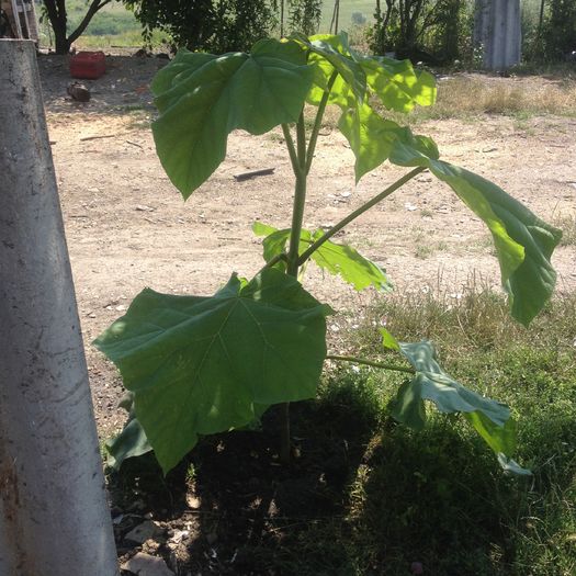 plantat din toamna - paulownia puieti 2016