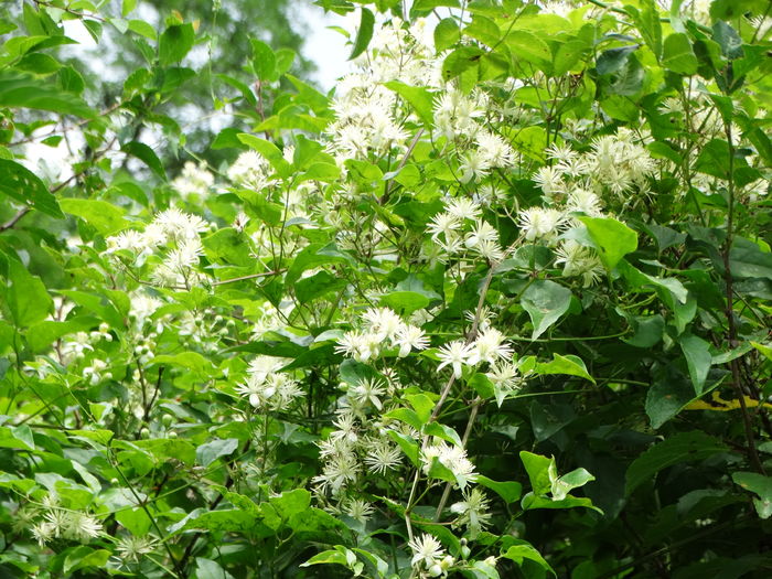 DSC09646 - O clematita salbatica-clematis vitalba sau curpenul de padure