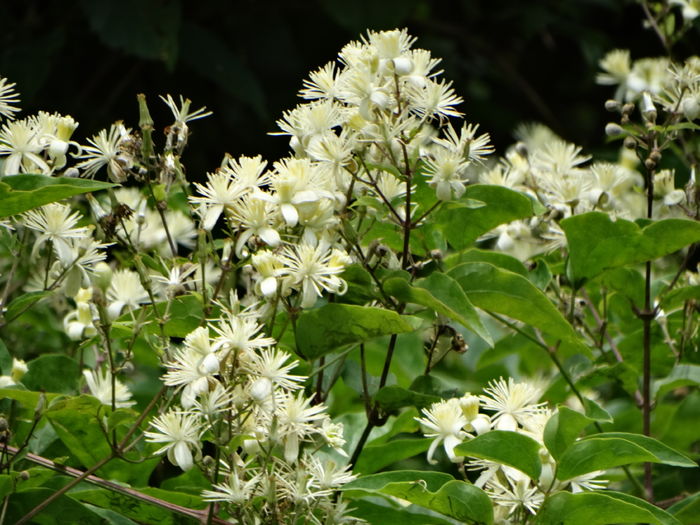 DSC09654 - O clematita salbatica-clematis vitalba sau curpenul de padure