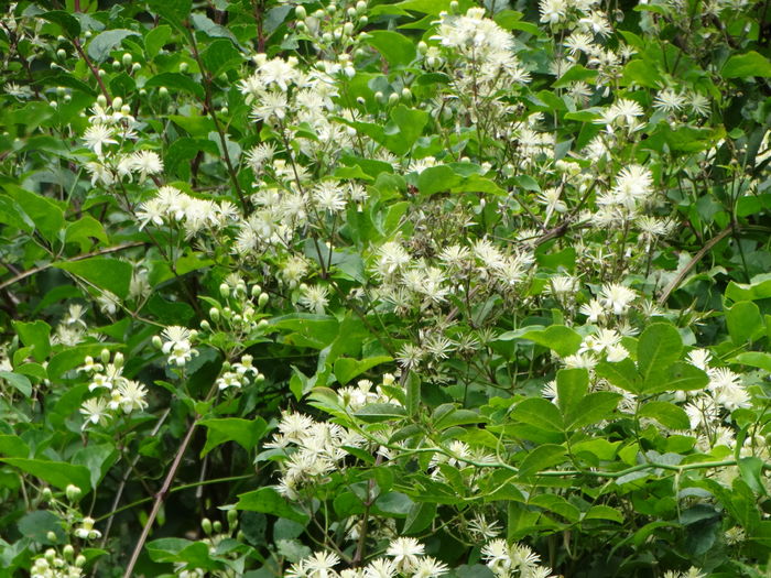 DSC09649 - O clematita salbatica-clematis vitalba sau curpenul de padure