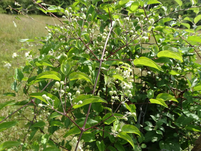 DSC09639 - O clematita salbatica-clematis vitalba sau curpenul de padure