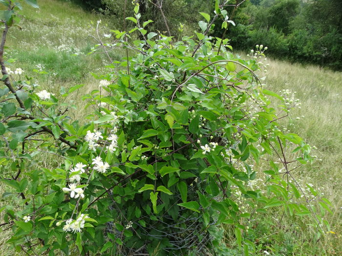 DSC09628 - O clematita salbatica-clematis vitalba sau curpenul de padure