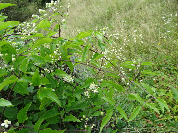 DSC09629 - O clematita salbatica-clematis vitalba sau curpenul de padure