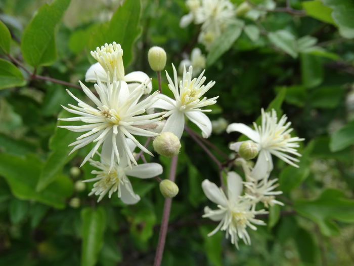 DSC09630 - O clematita salbatica-clematis vitalba sau curpenul de padure