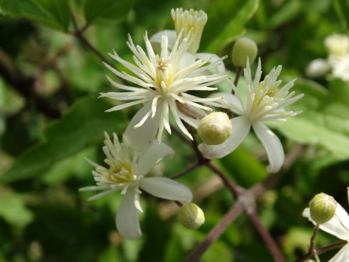 DSC09641 - O clematita salbatica-clematis vitalba sau curpenul de padure