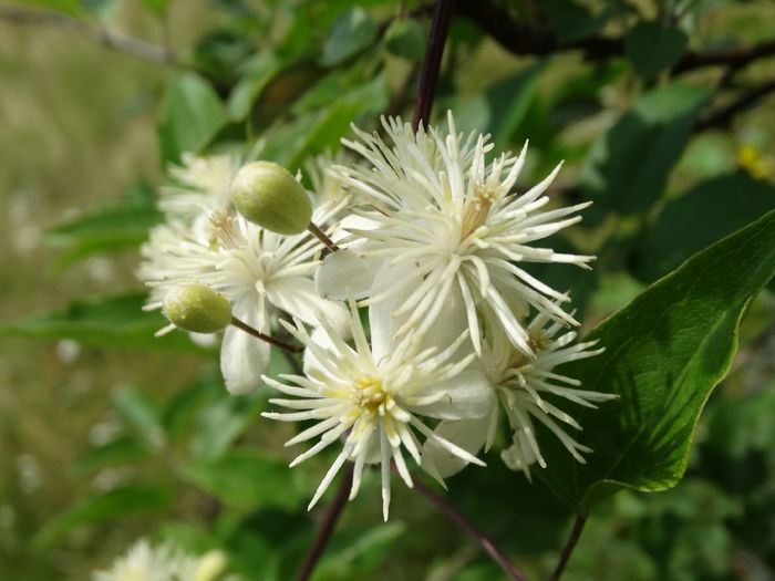 DSC09634 - O clematita salbatica-clematis vitalba sau curpenul de padure